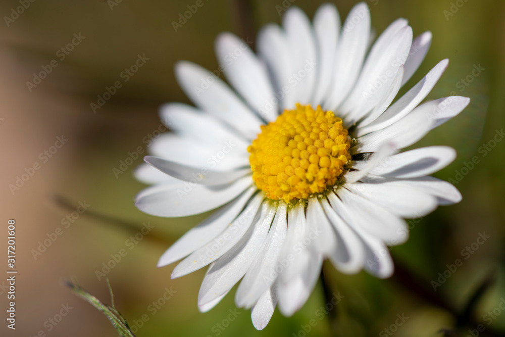 Fototapeta premium dettaglio di un margherita in fiore