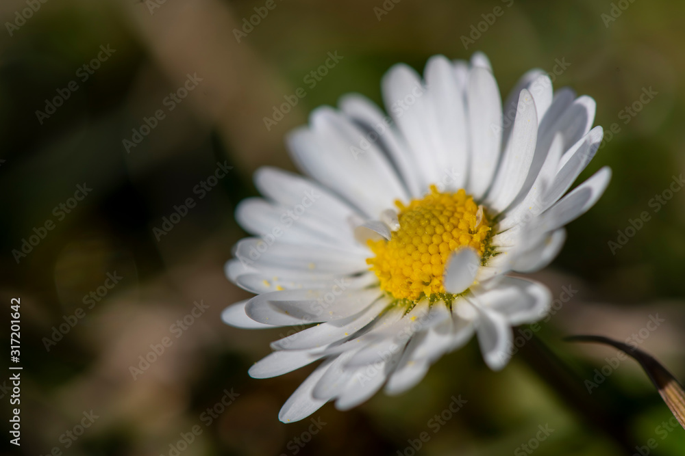 Fototapeta premium dettaglio di un margherita in fiore