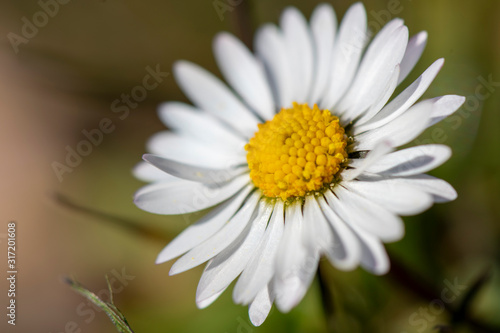 dettaglio di un margherita in fiore