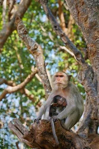 Mother Monkey with her Baby in Phra Nakhon Khiri (Khao Wang), Phetchaburi province, Thailand