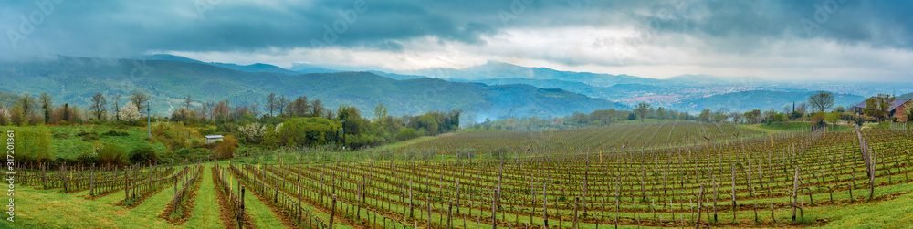 Italian landscape with vineyard after rain