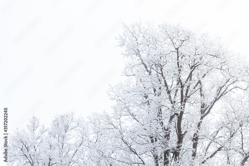 Obraz premium Season and nature concept - Tree branches in the snow