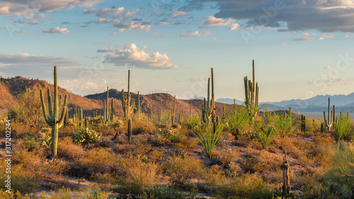 Saguaros cactus at sunset in Sonoran Desert near Phoenix, Arizona. © lucky-photo