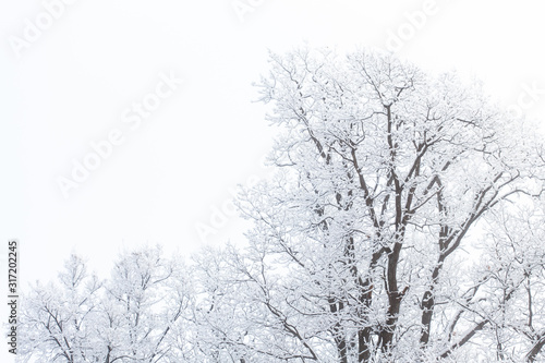 Season and nature concept - Tree branches in the snow
