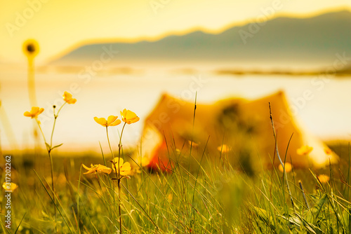 Flowers and tent on sea shore, Lofoten Norway photo