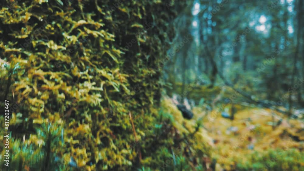 Natural old forest, mossy trees, closeup macro view Natural old forest, mossy trees, closeup macro view