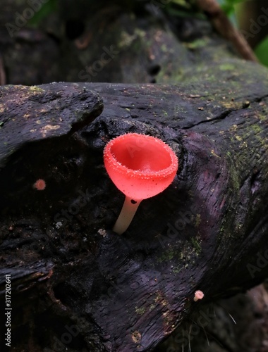 Champagne mushroom on rotten wood at Khao Yai National park, Thailand