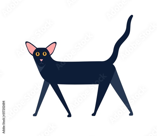 shorthair cat breed vector flat illustration