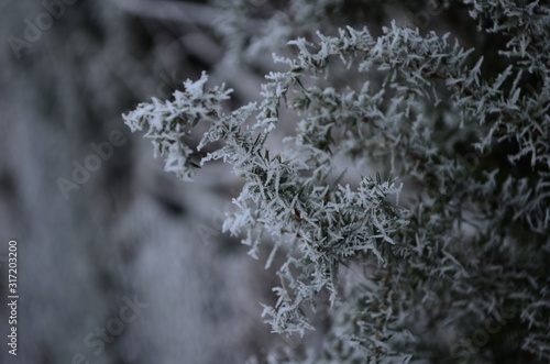 A macro shot of a frozen branchs of a juniper tree © maria
