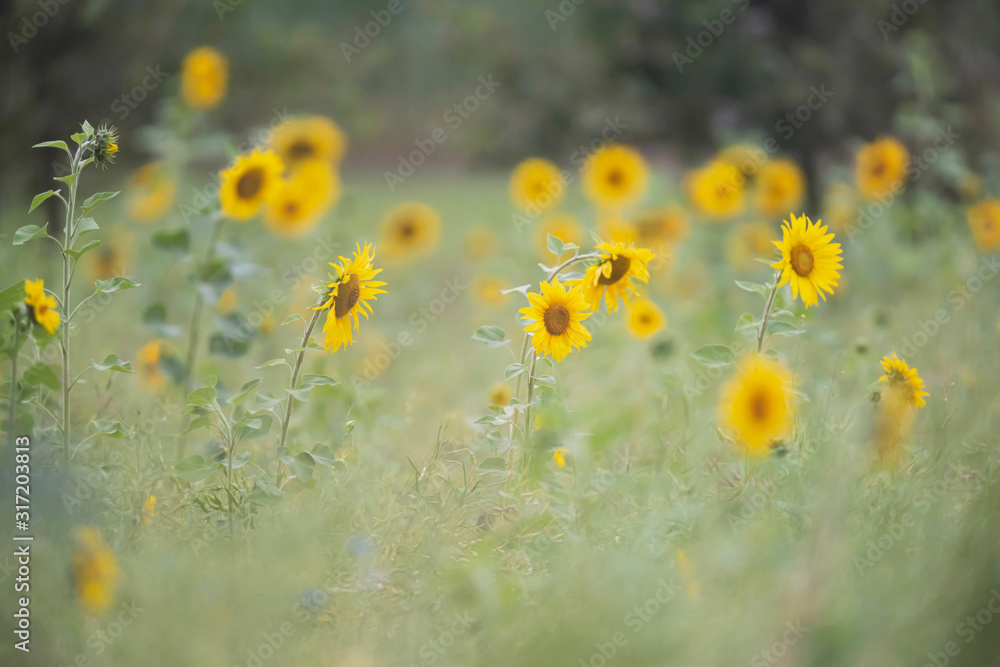 Obraz premium Sunflowers in field during summer.