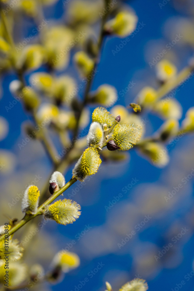 Fototapeta premium branch of a tree
