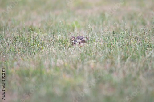 Alert hare sits in meadow.