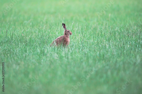 Alert hare sits in a meadow. © ysbrandcosijn