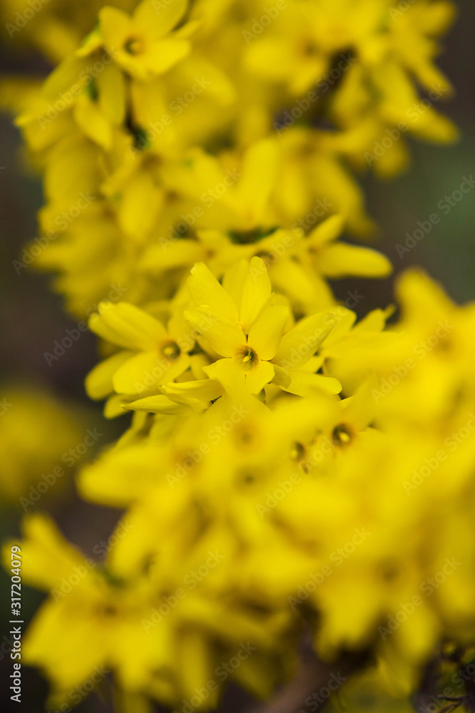 yellow flowers in the garden yellow flowers in the garden