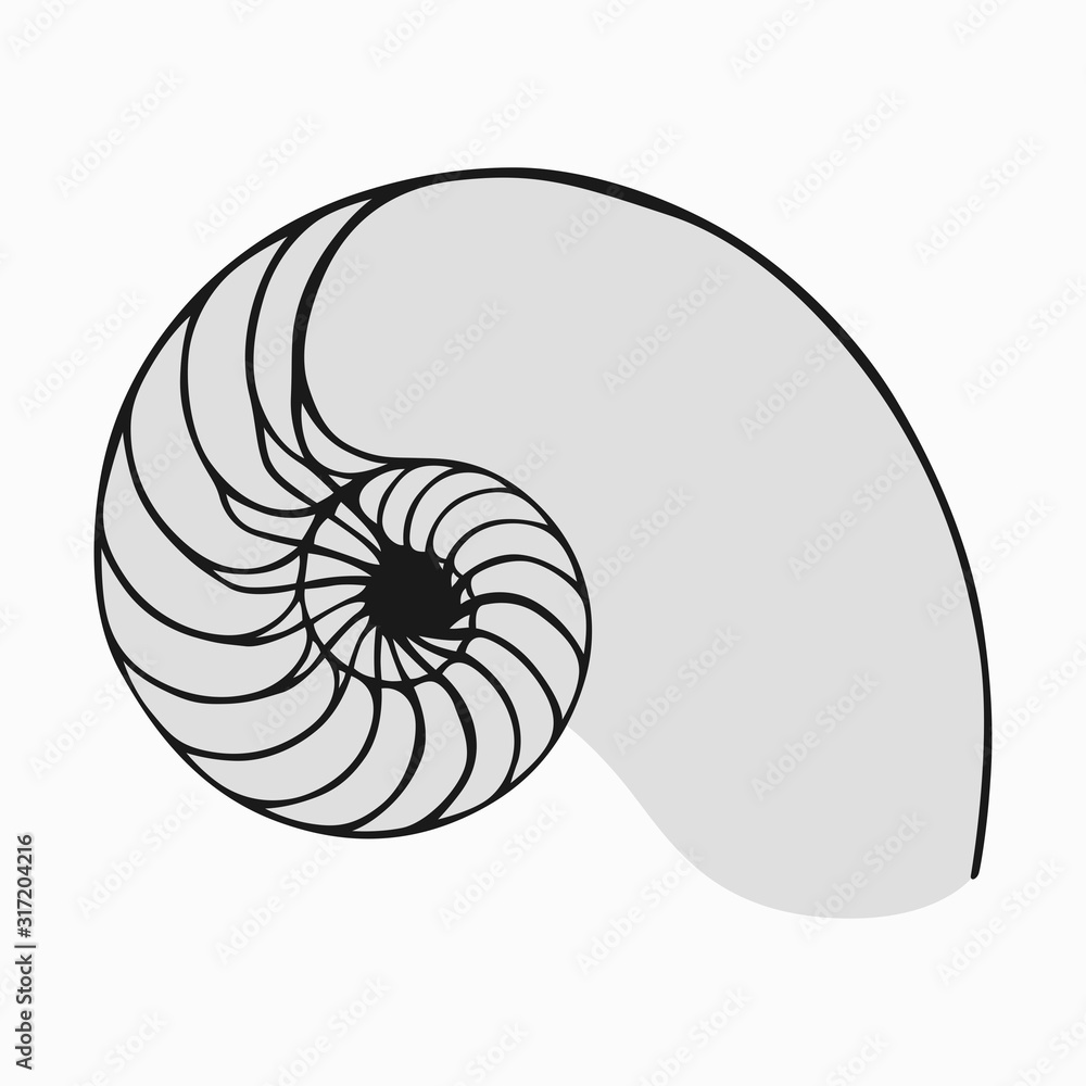 Golden Ratio Or Fibonacci In Nature Snail Or Nautilus Shell Example Ilustracion De Stock Adobe Stock