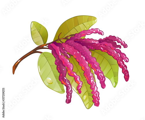 amaranth, tea additive