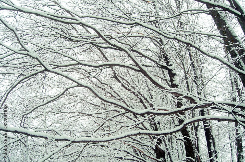 branches of tree in winter branches of tree in winter