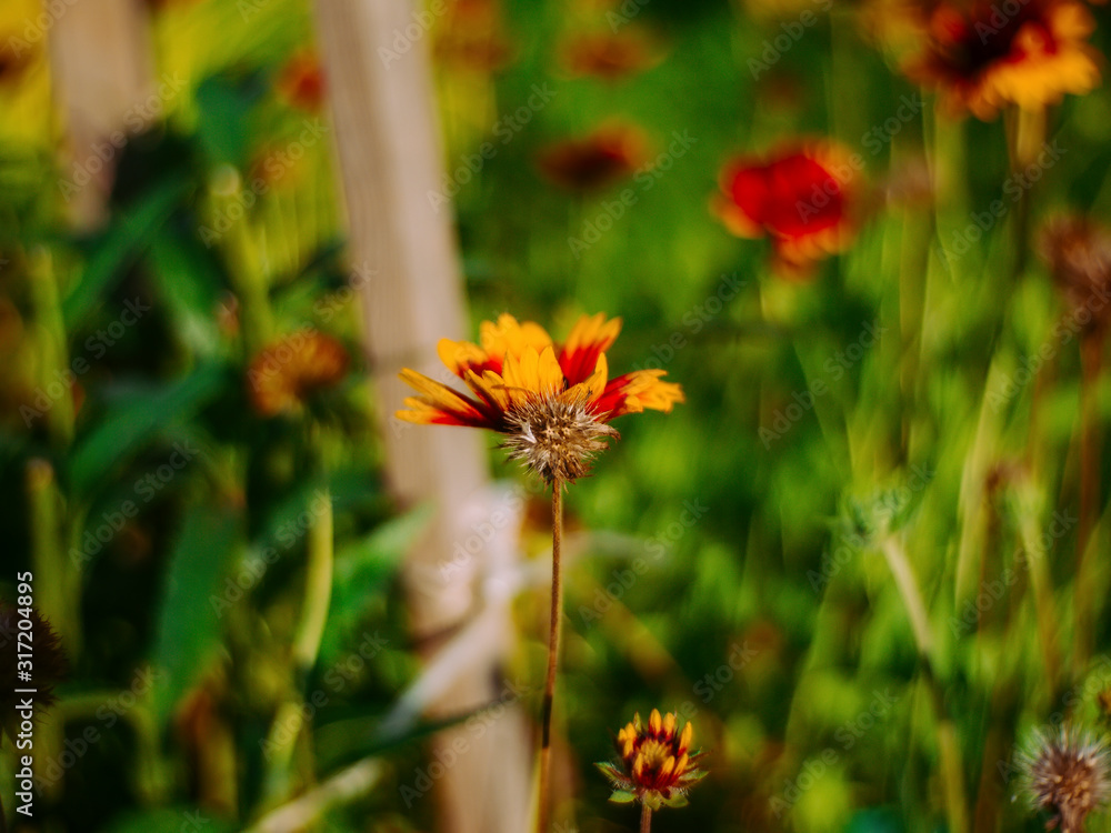 rudbeckia flowers in the garden in summer, Russia rudbeckia flowers in the garden in summer, Russia