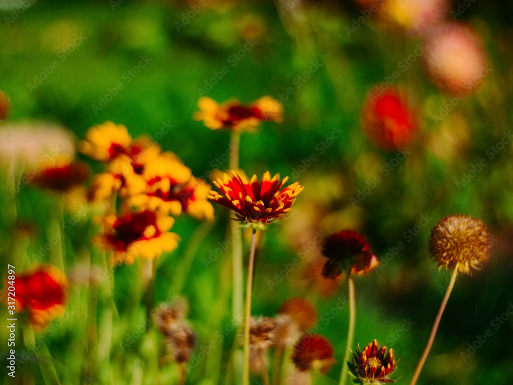 rudbeckia flowers in the garden in summer, Russia rudbeckia flowers in the garden in summer, Russia