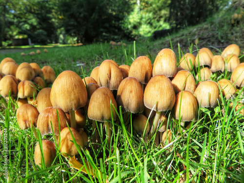 bunch of small yellow mushrooms, Coprinellus micaceus