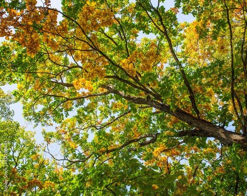 yellow and green leaves on a tree. multi-colored crown of a tree in the fall. autumn sky. early autumn