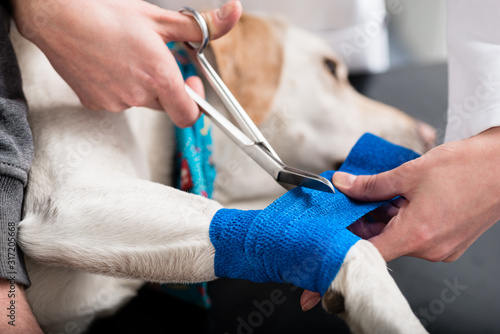 Fényképezés Veterinarian taking care of injured dog