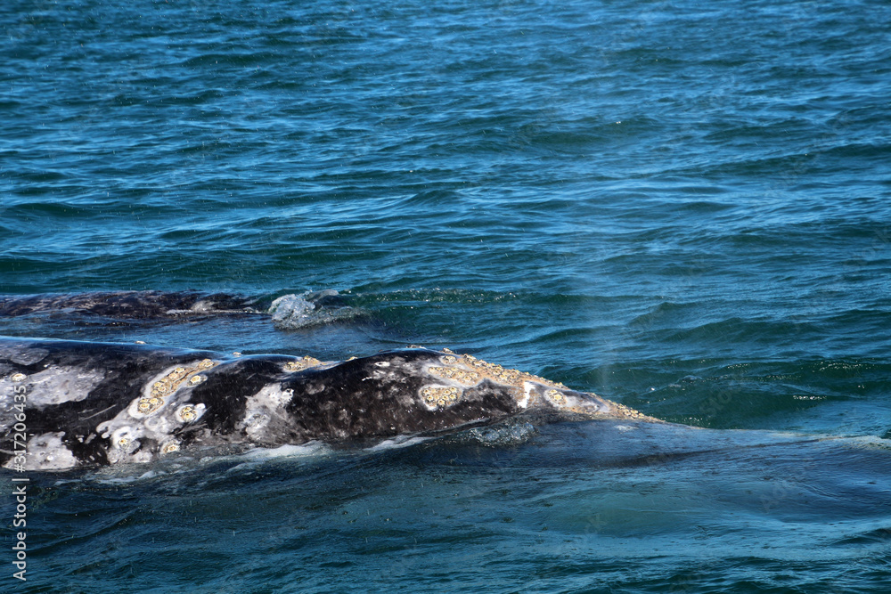 Fototapeta premium Grauwal-Baja California