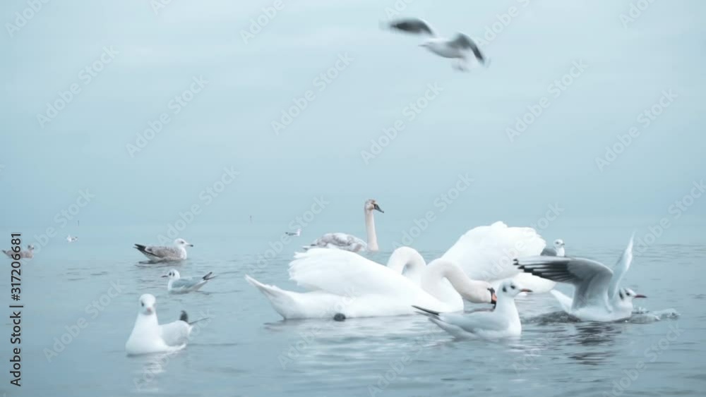 Swans on the Baltic Sea near Gdansk Swans on the Baltic Sea near Gdansk