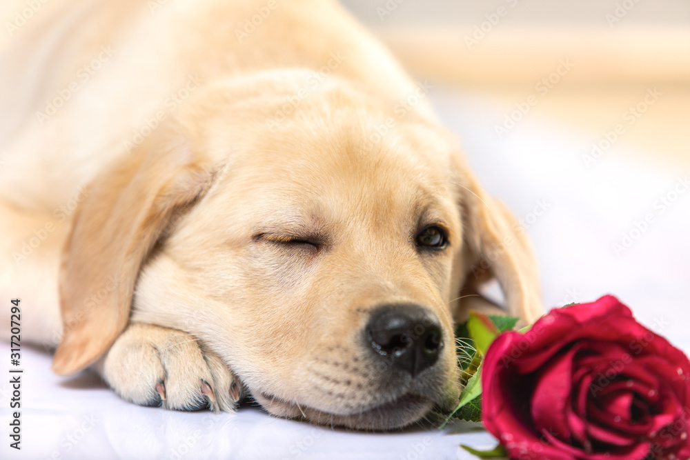 Funny dog with flower in its paws. Labrador puppy on white. Flower rose red