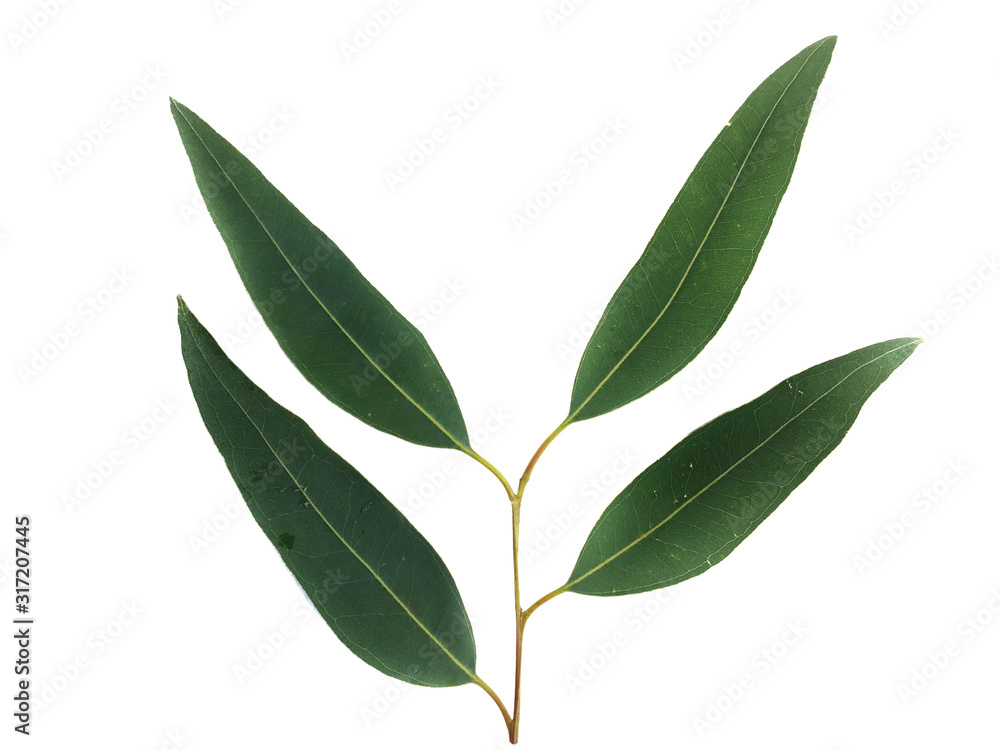 Eucalyptus leaves on a white background
