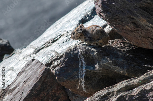 Pika  cony  among the stones. Wild life of high altitude.