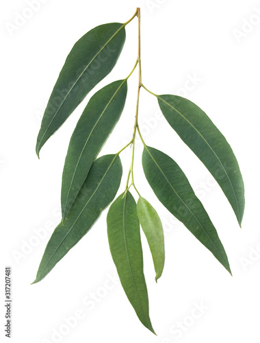 liscie-eukaliptusa-skierowane-w-dol-na-bialym-tle