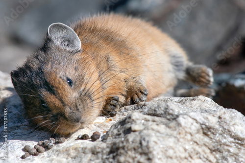 Portrait of pika (cony) resting on the sun among the stones. Wildlife of high altitude. photo