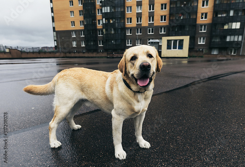 Labrador Retriever on street standing on road