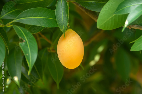 Marian plum or plum mango