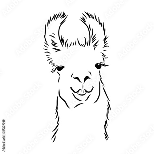 vector illustration of a head cute alpaca, portrait of a llama