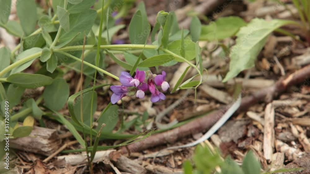 Wild pea flowers flowering plant spring Wild pea flowers flowering plant spring