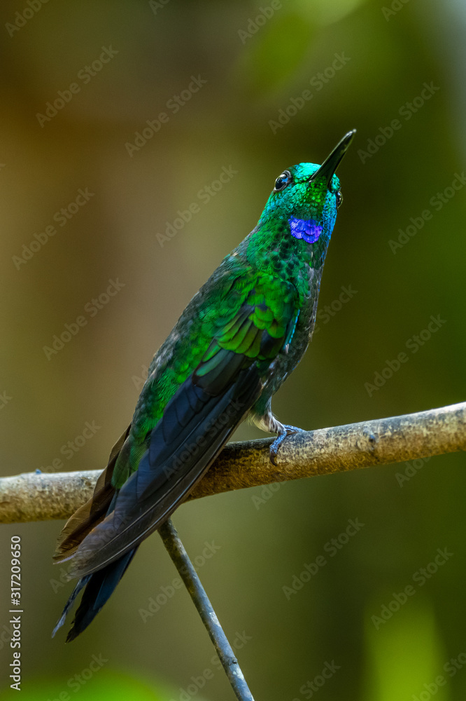 Fototapeta premium Amazilia decora, Charming Hummingbird, bird feeding sweet nectar from flower pink bloom. Hummingbird behaviour in tropic forest, nature habitat in Corcovado NP, Costa Rica. Two bird in fly, wildlife.