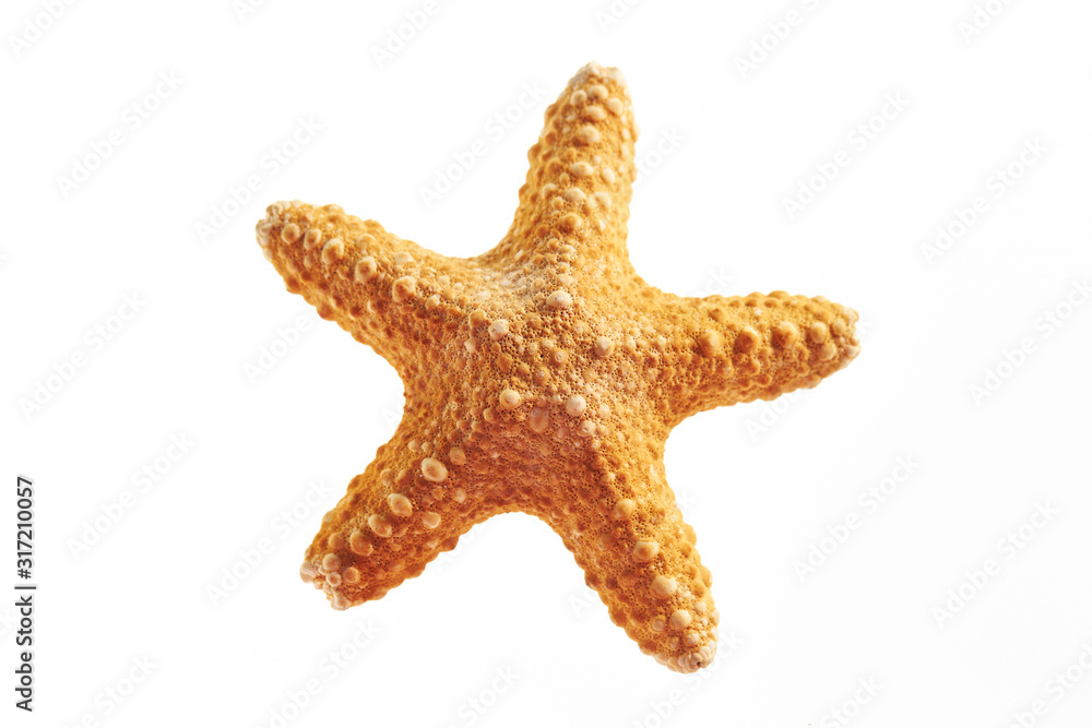 Isolated starfish on white background Isolated starfish on white background