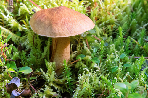 A mushroom in the mountain forest.
