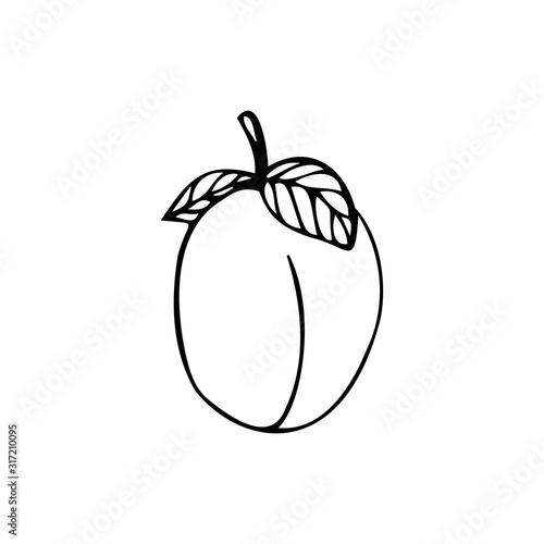 Single hand drawn plum isolated on a white background. Doodle, simple outline illustration.