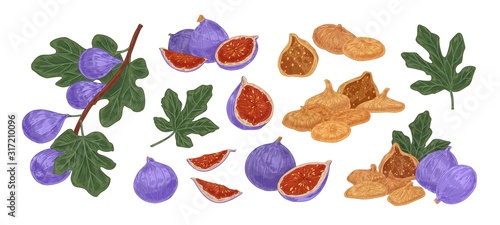 Set of fresh and dried fig fruit colored vector illustration. Realistic exotic sweet delicious with leaves isolated on white background. Ripe purple natural vegetarian eating
