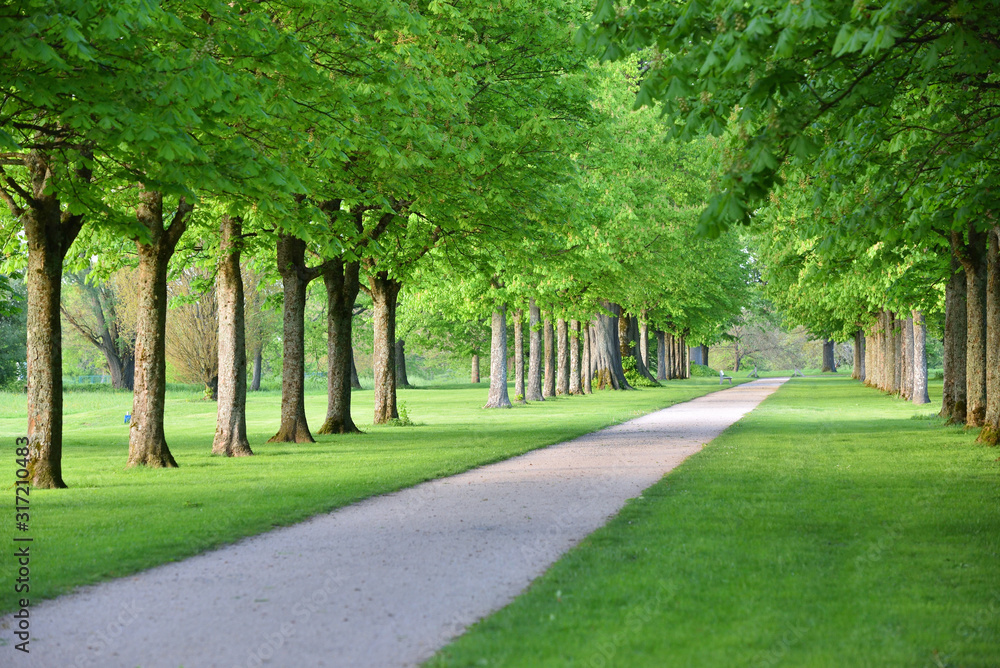 Beautiful alley of trees in a European garden in spring