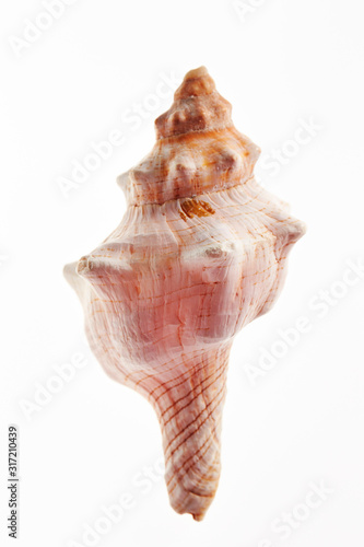 Isolated conch seashell on white background 