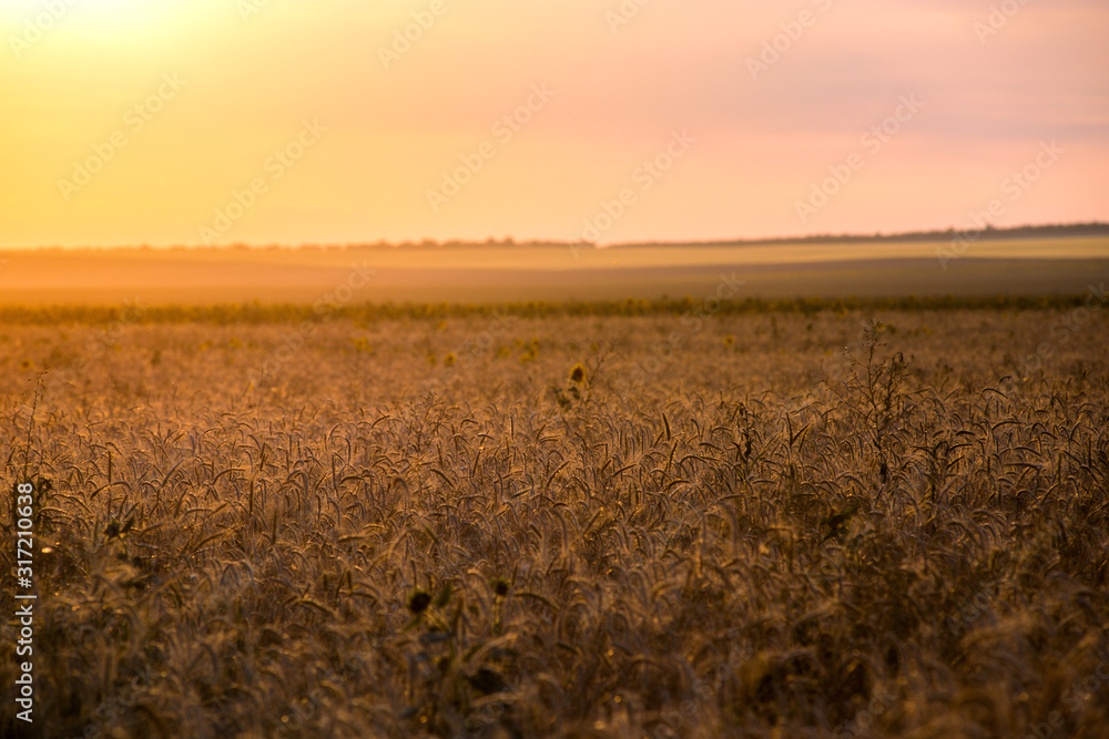 wheat field, beautiful sunset sky with feathery clouds