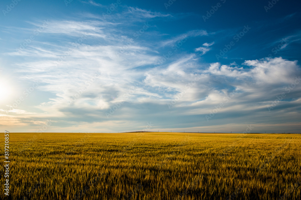 wheat field, beautiful sunset sky with feathery clouds