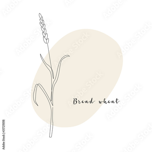 Continuous line bread wheat, grain crop. Vector line art. Perfect for logo, packaging design, icon