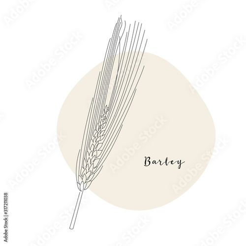 Continuous line barley, grain crop. Vector line art. Perfect for logo, packaging design, icon, branding