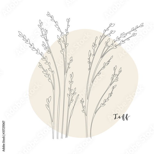 Continuous line teff, grain crop. Vector line art. Perfect for logo, packaging design, icon
