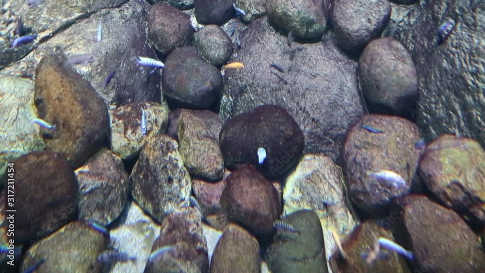 View of the sea floor with swimming fish on the background of algae stones. Ecology, marine life, fish. View of the sea floor with swimming fish on the background of algae stones. Ecology, marine life, fish.